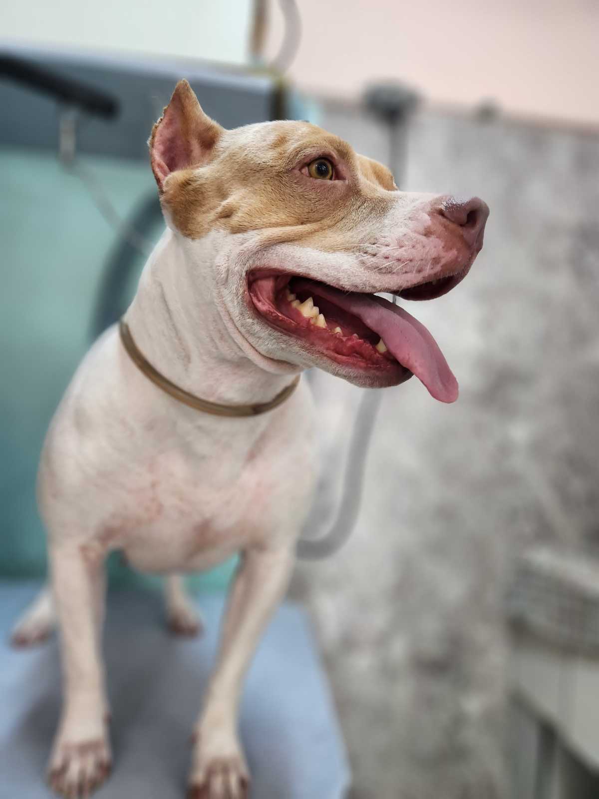 Cachorro com veterinário